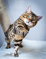 Bengal Kater